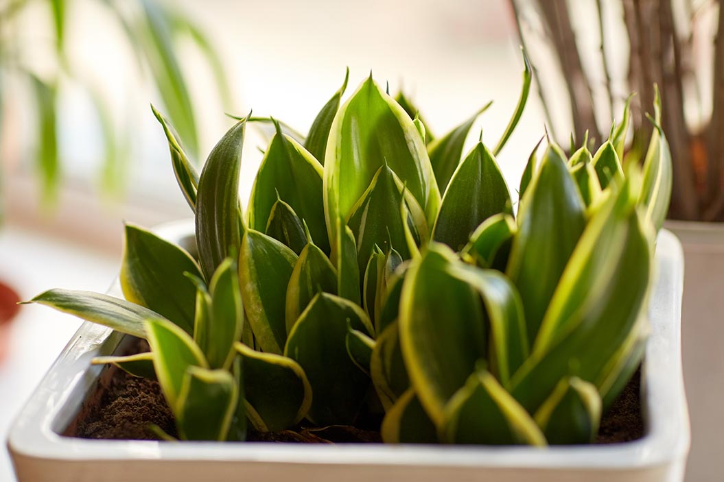 Sansevieria