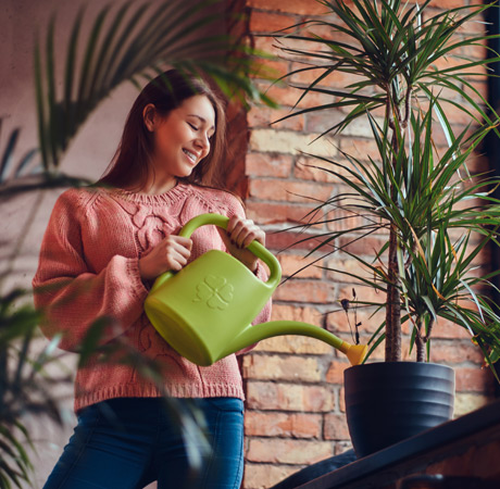 Plantas en casa: 4 consejos para cuidar tus plantas de interiores