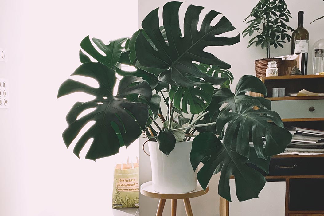 Es una planta de fácil cuidado