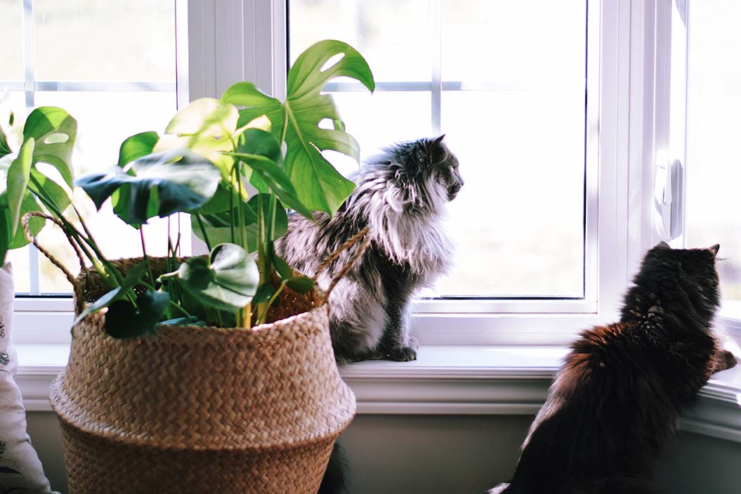 Hermosa pero tóxica ¡cuidado!