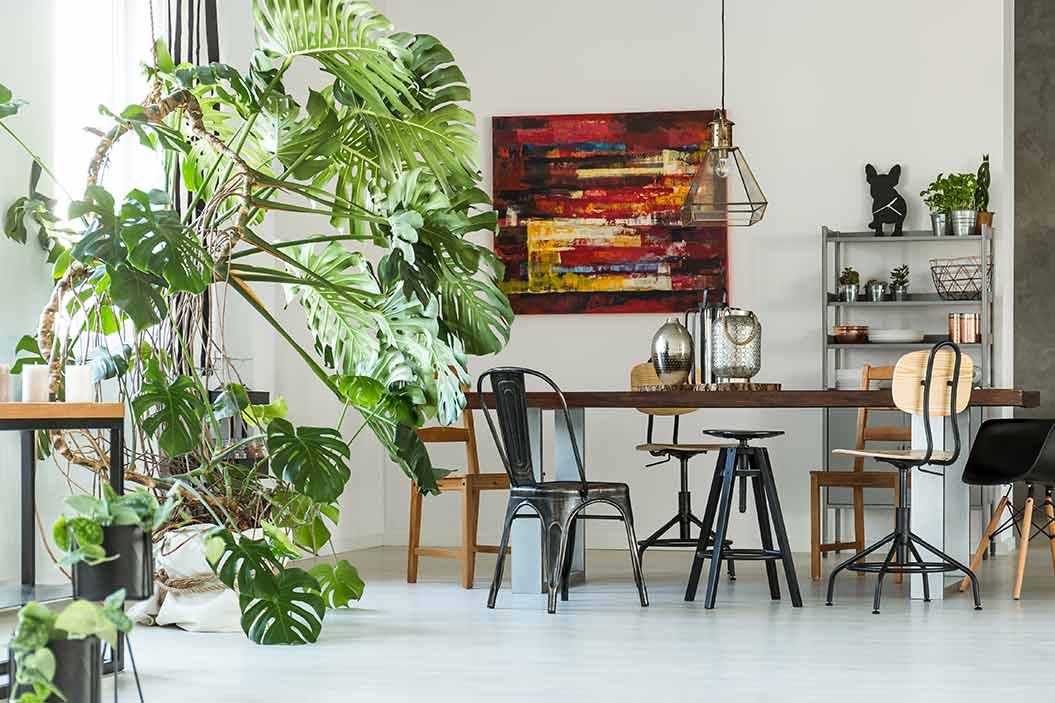 La Monstera Deliciosa fue una planta muy popular