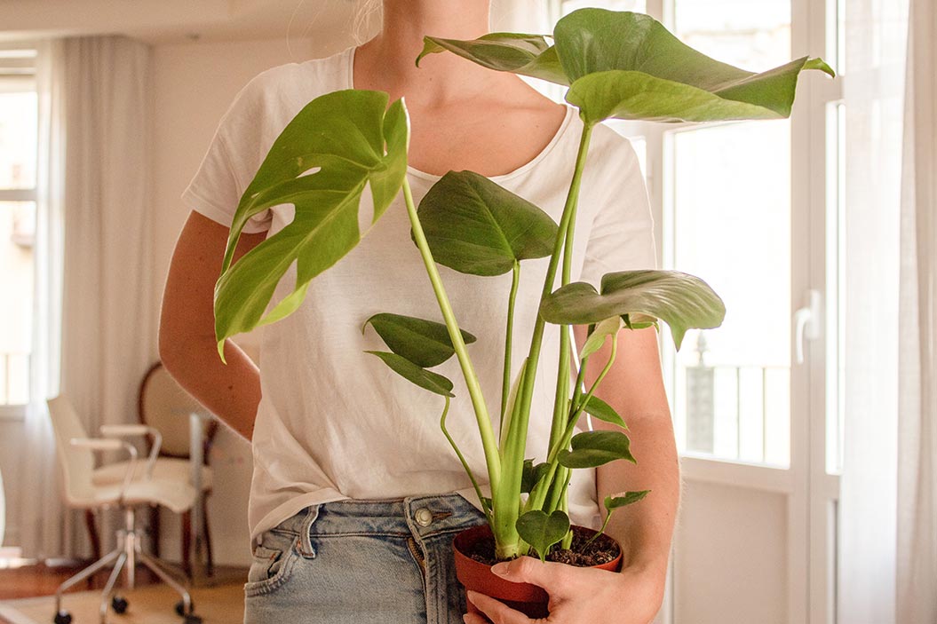 Pertenece a la familia de las aráceas