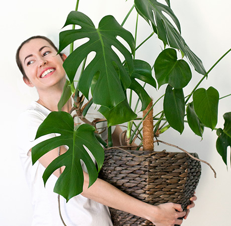 Plantas y Decoración: Monstera Deliciosa