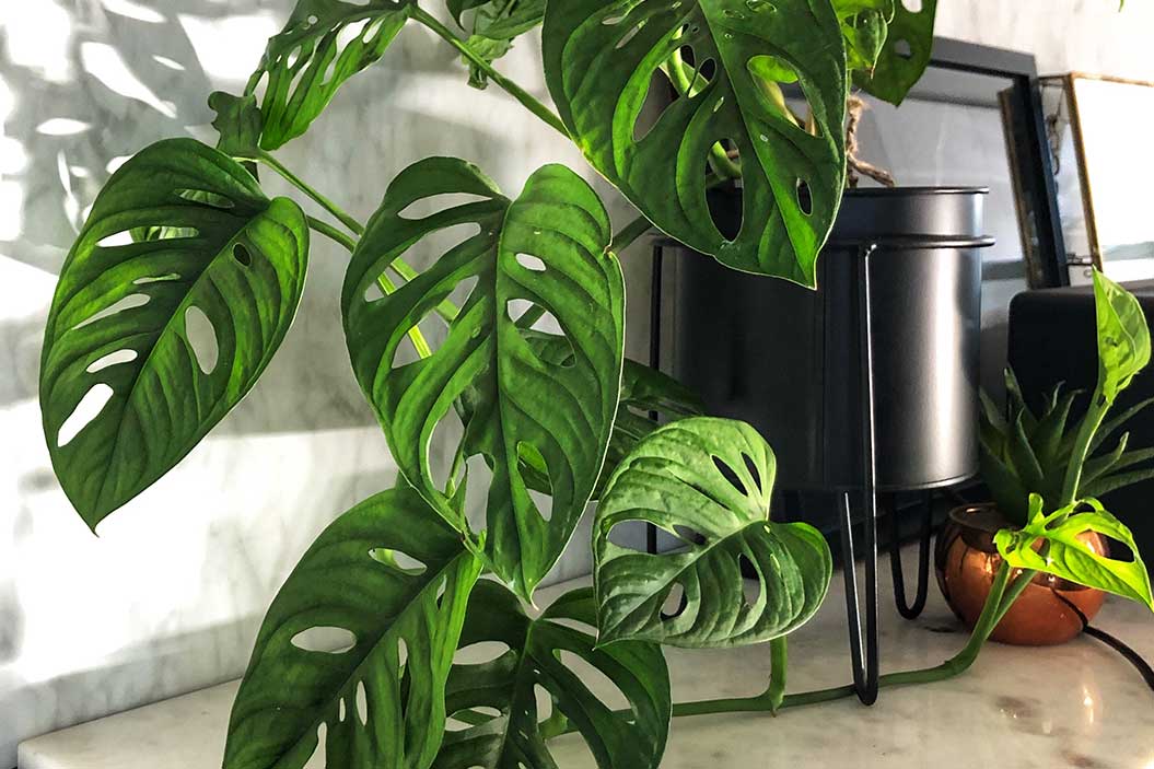 Se han catalogado más de 90 especies