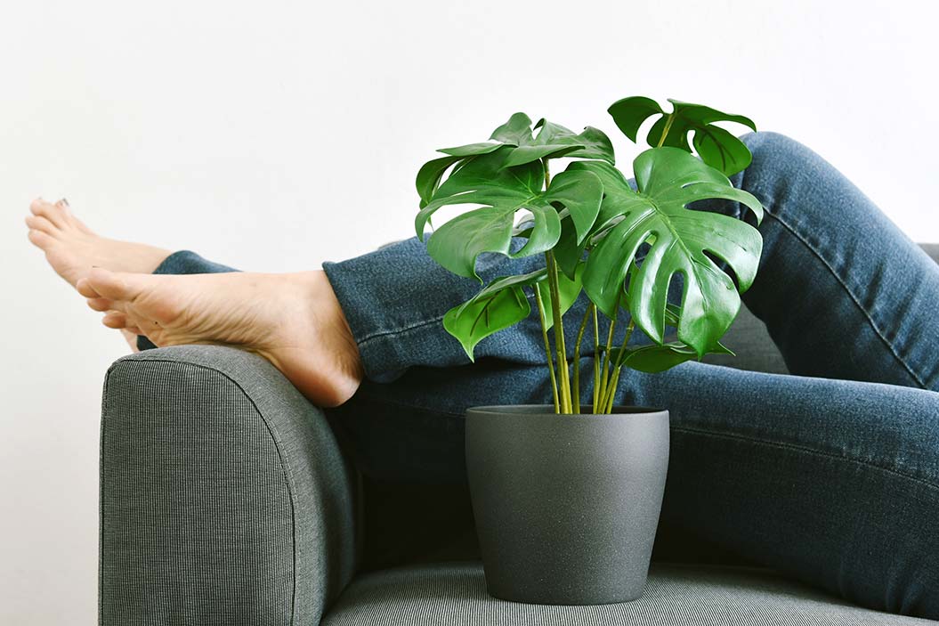 La Monstera Deliciosa fue una planta muy popular