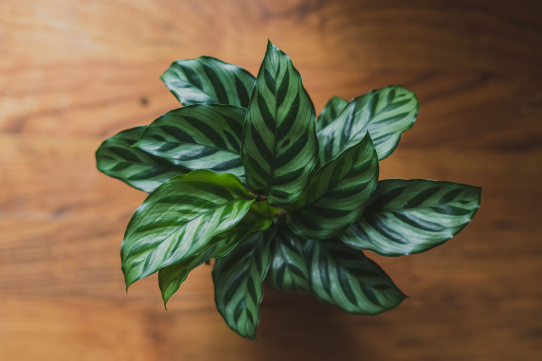 Calathea