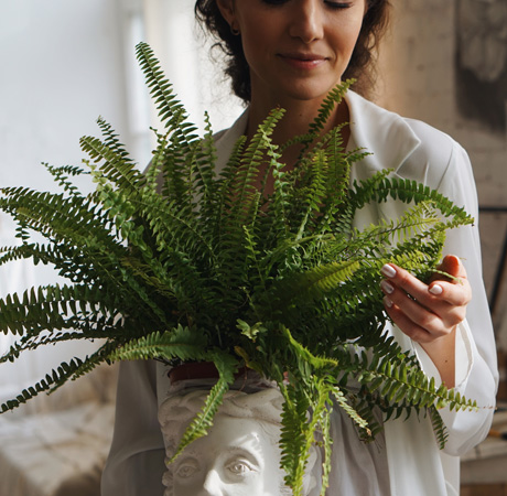 Plantas: Decora tu hogar con hermosas plantas.