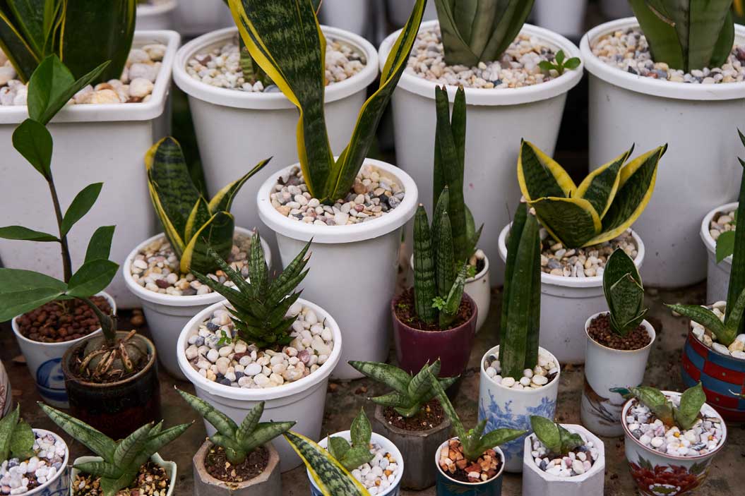 Al agregar suculentas a nuestra decoración