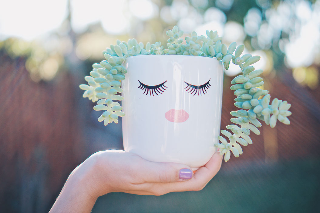 Aunque muchas personas adquieren las suculentas