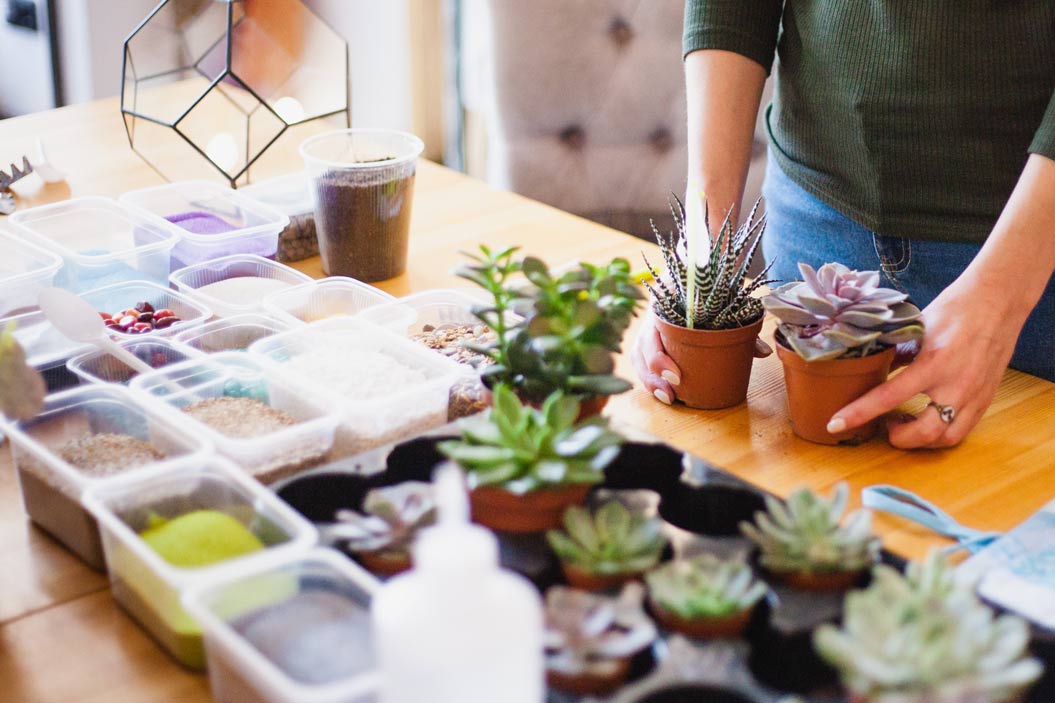 El cuidado de las suculentas es sencillo