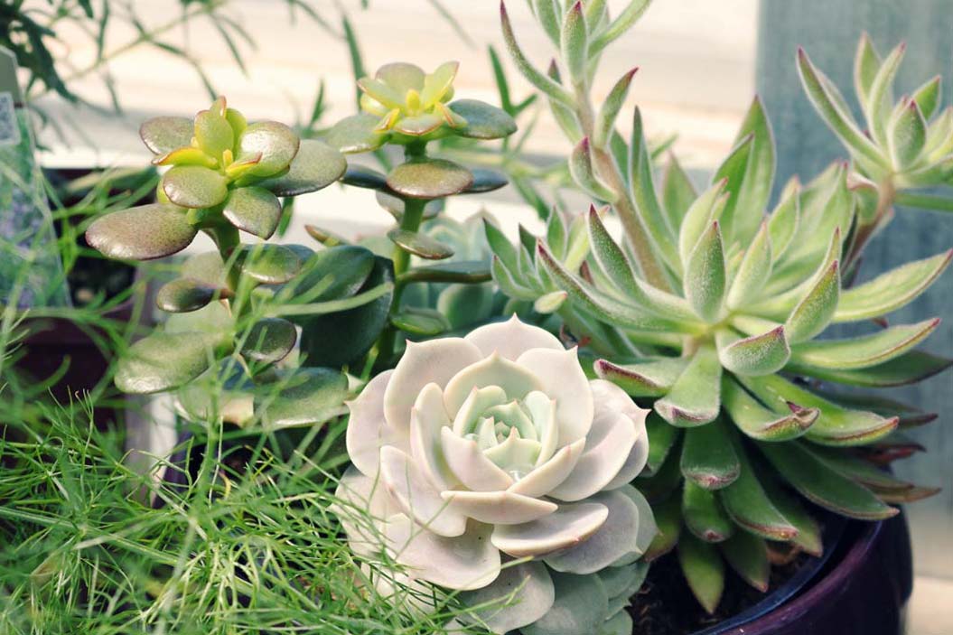 Entre las variedades con tallo