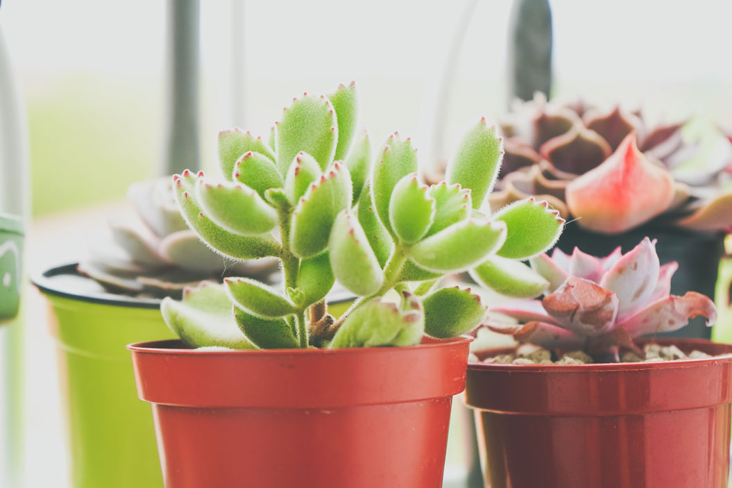 Estas plantas necesitan bastante luz natural