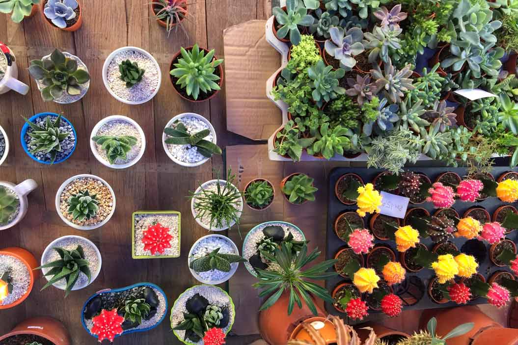 Existen miles de variedades en el mundo