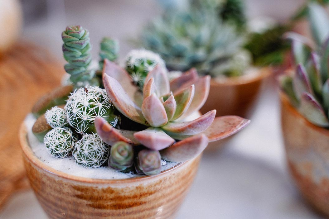 Son plantas perfectas para decorar
