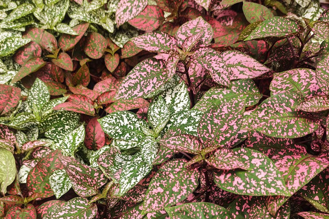 Debido a que crece a la sombra