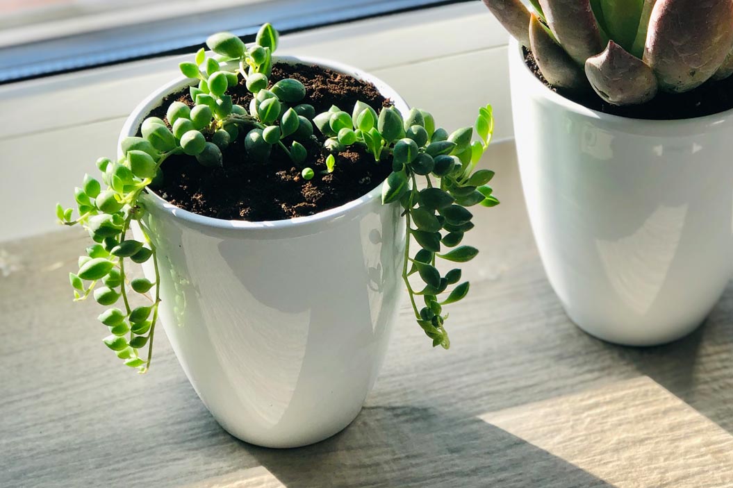 Debido a su hermoso diseño