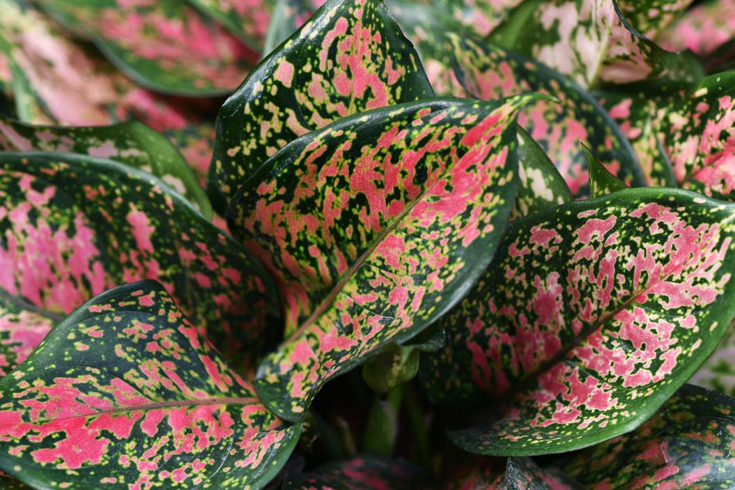 Hypoestes phyllostachya 