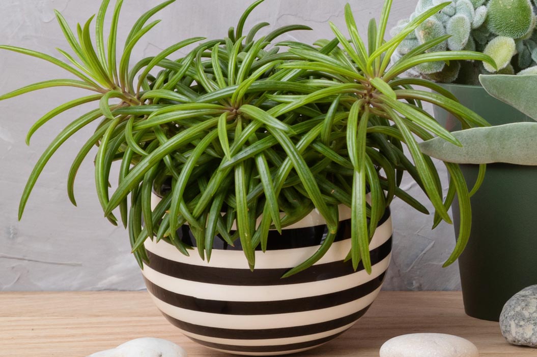 Para desarrollarse bien requiere de luz brillante