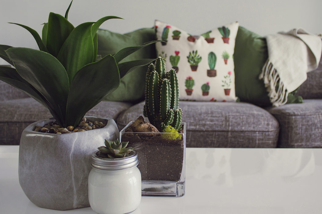 A la hora de elegir una planta para el hogar