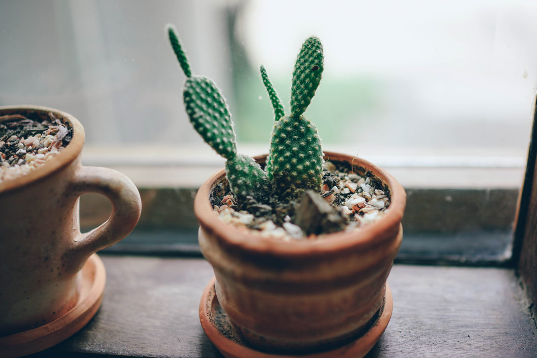 Cactus alas de ángel