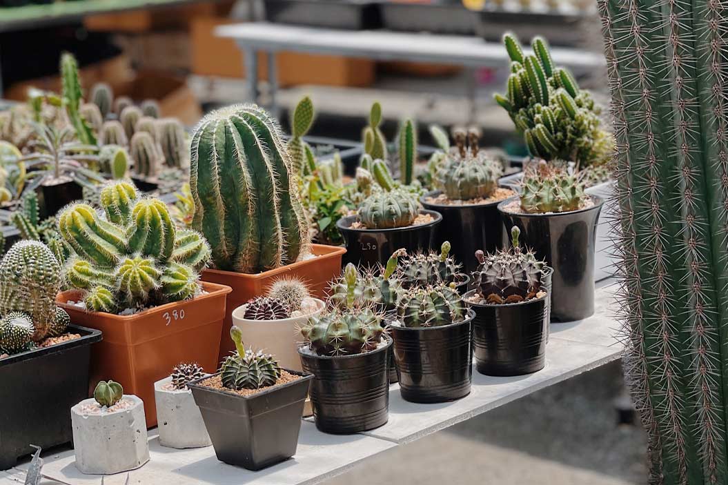 Con más de 2.500 especies