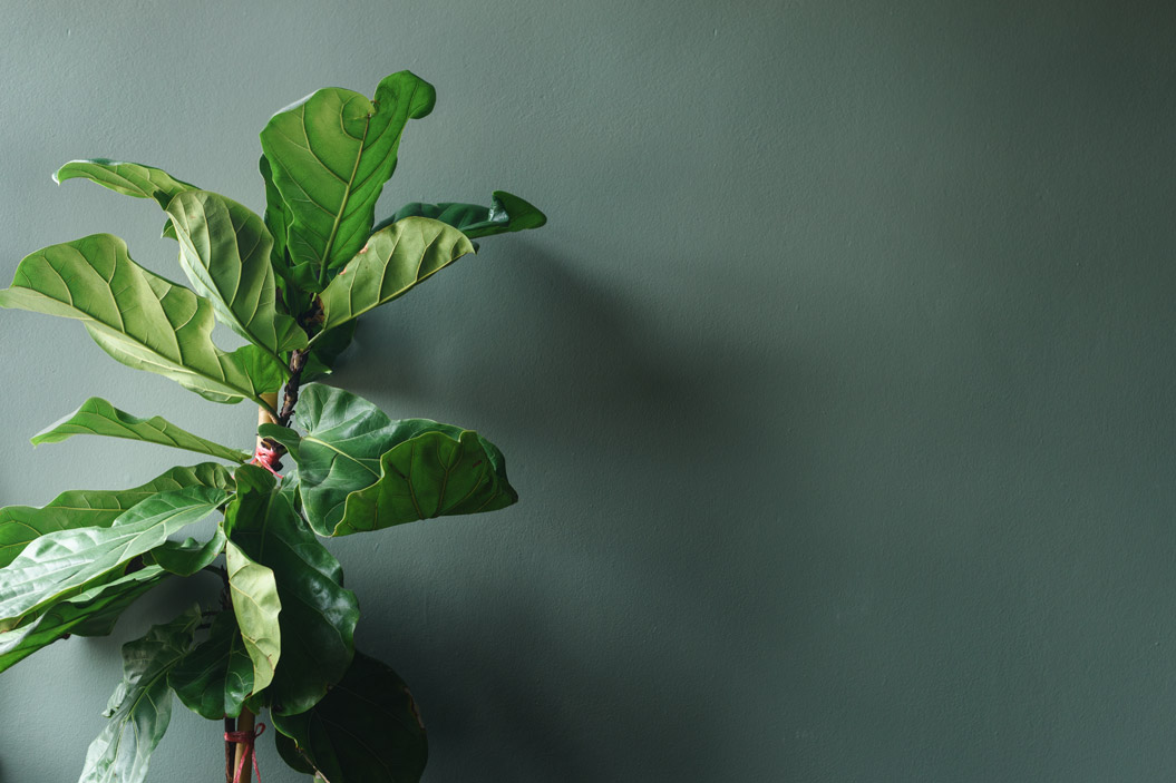 Es una planta que añade arte y carácter