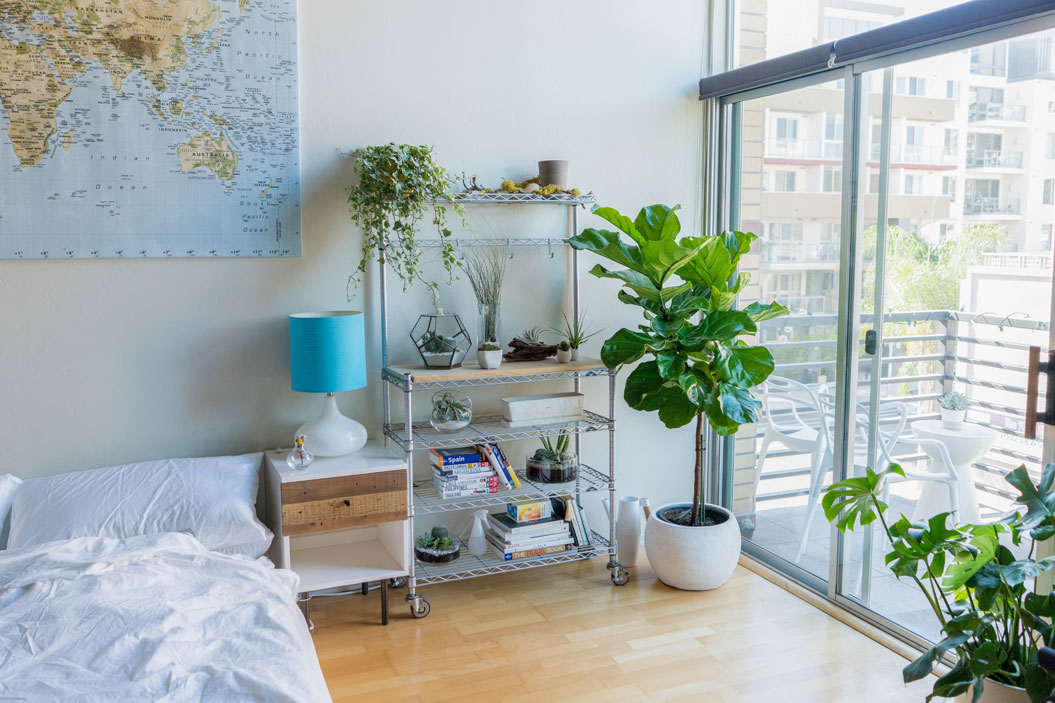 Ya que es originaria del África tropical