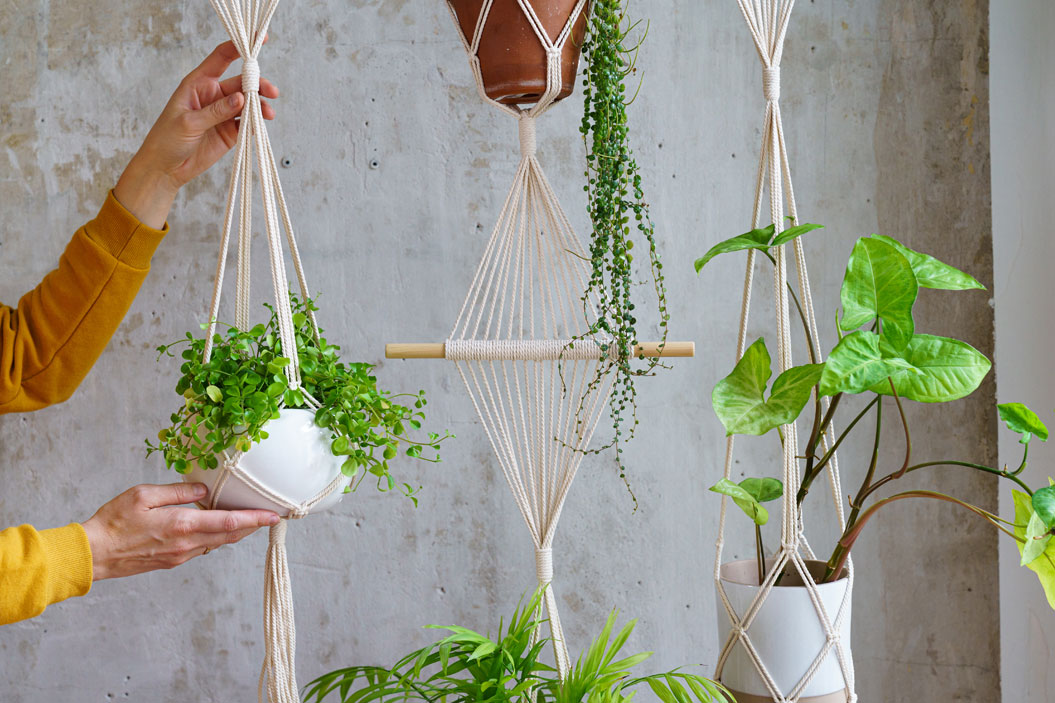 El cuarto paso consiste en colgar tu planta