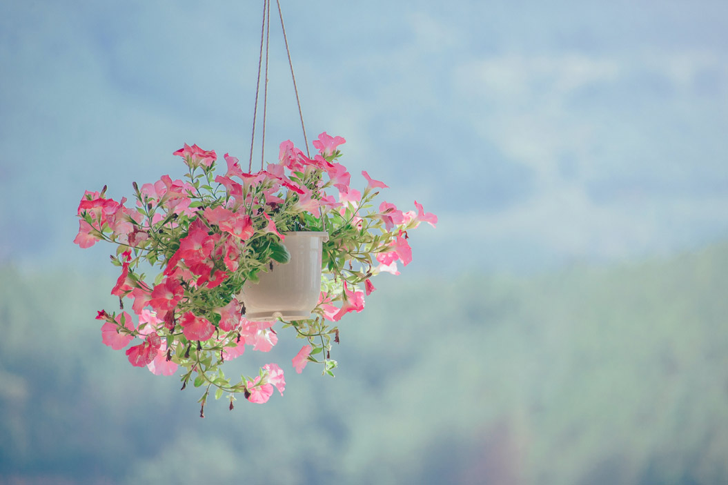 Esperamos que esta guía