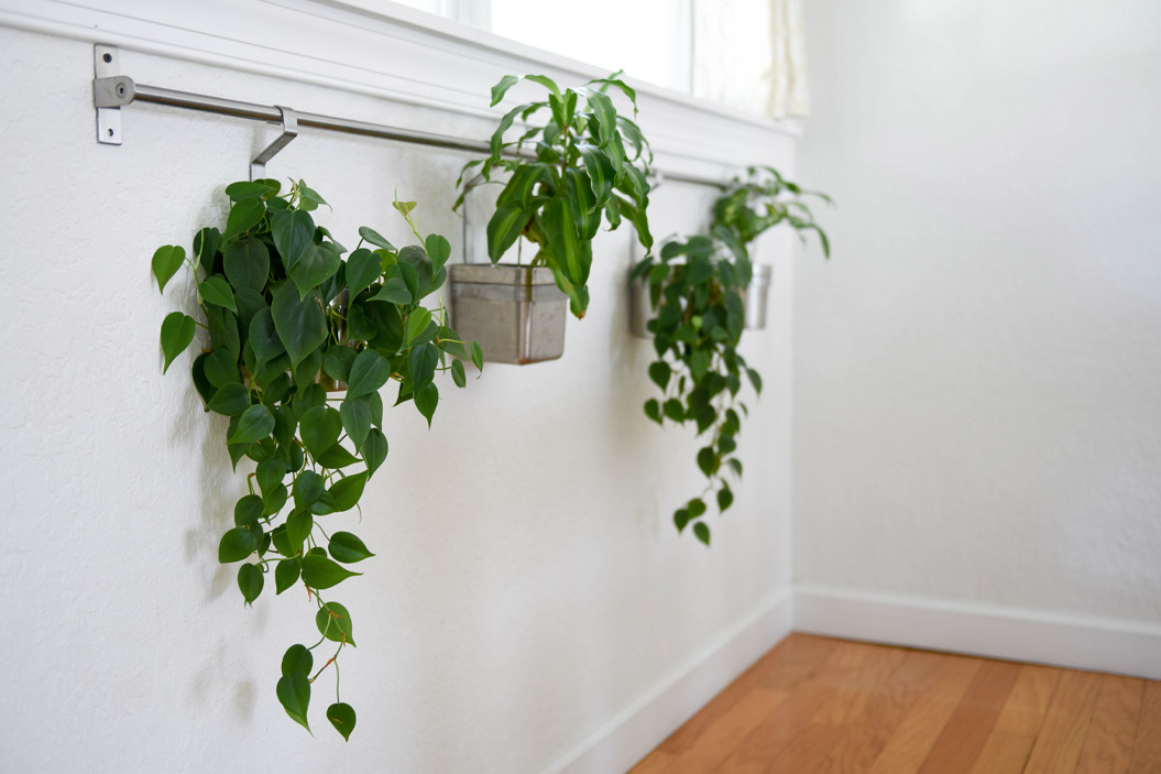 También puedes colgar tus plantas