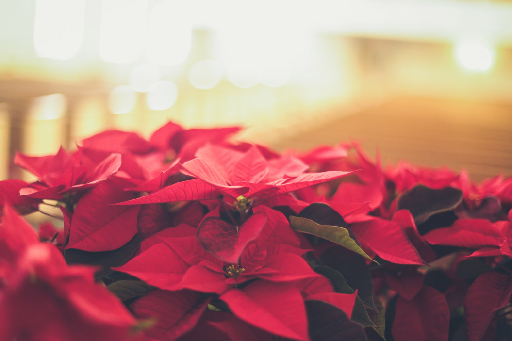 Apreciada por su vivo tono