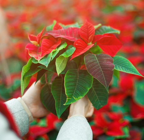 Decoración: Poinsettia la planta reina de la navidad.