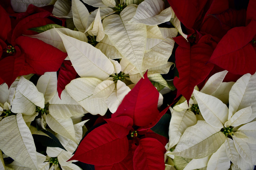 En cuanto a su color