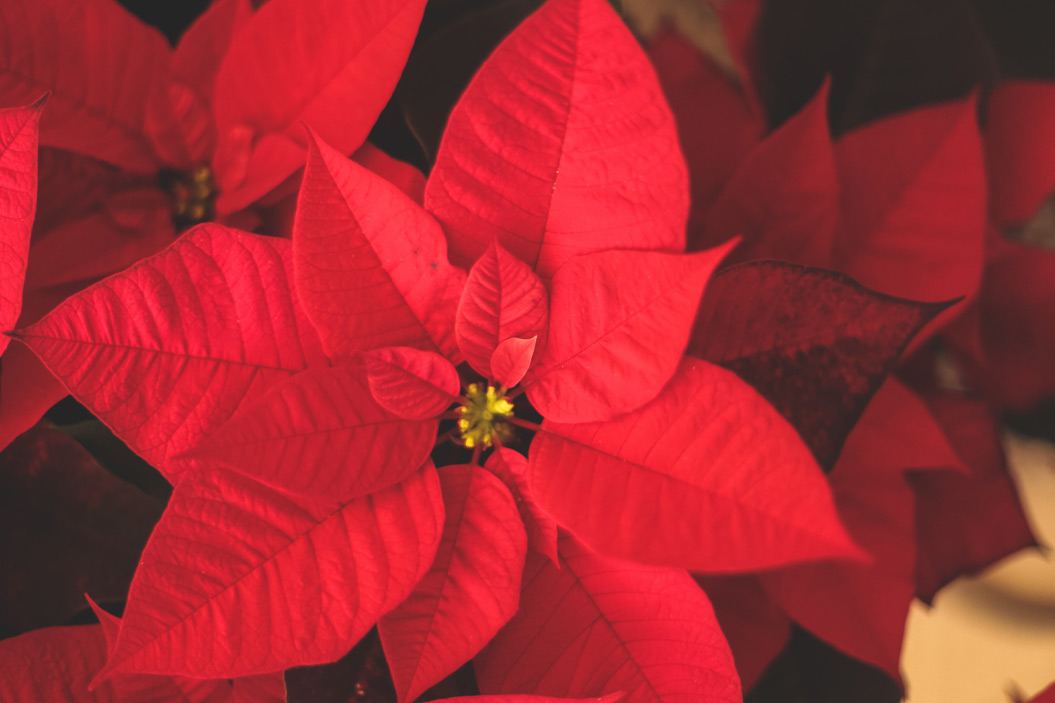 La Poinsettia es originaria de Centroamérica