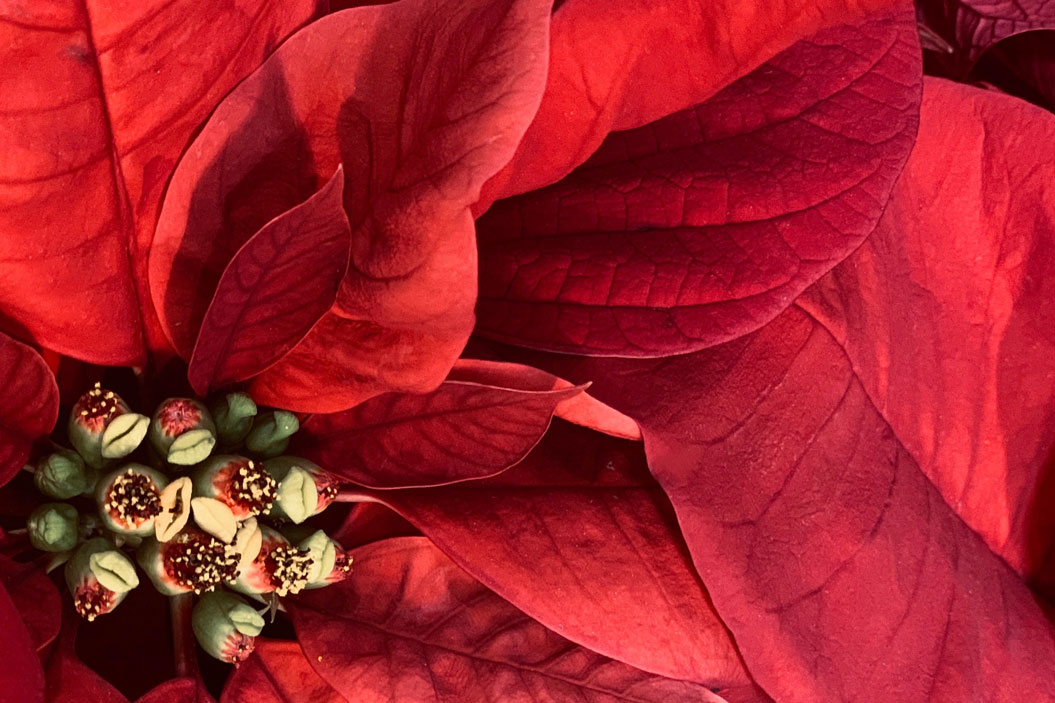 Para tu tranquilidad