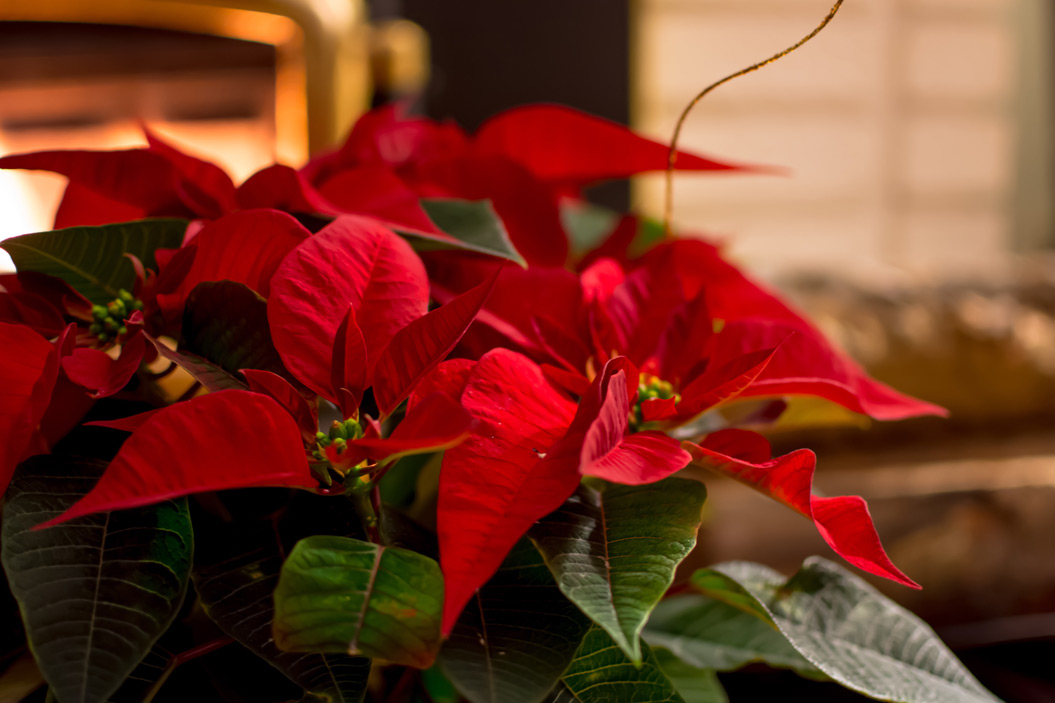 su denominación botánica