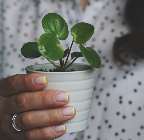 Decoración: Plantas para atraer prosperidad y abundancia en el 2022.