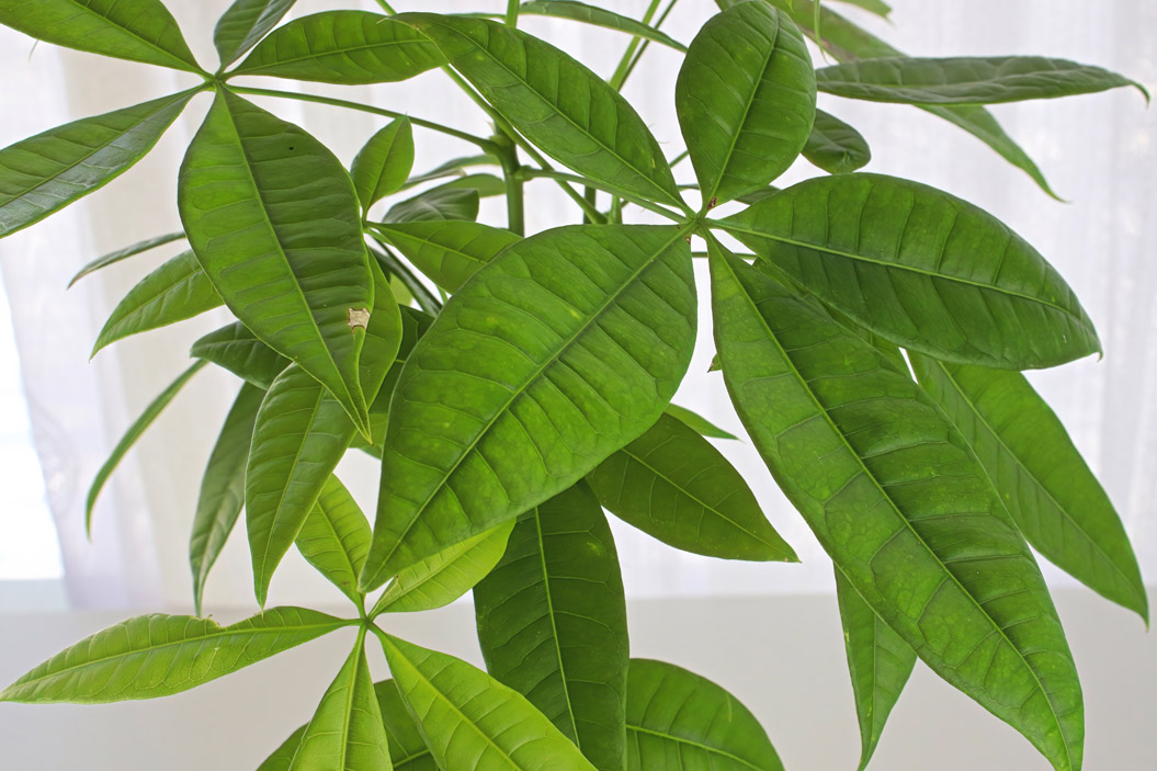 El Feng Shui sostiene que esta planta