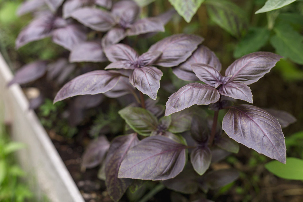 Es una hierba aromática