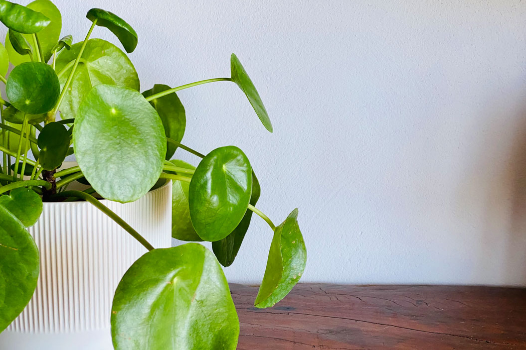 La forma de sus hojas asemeja monedas