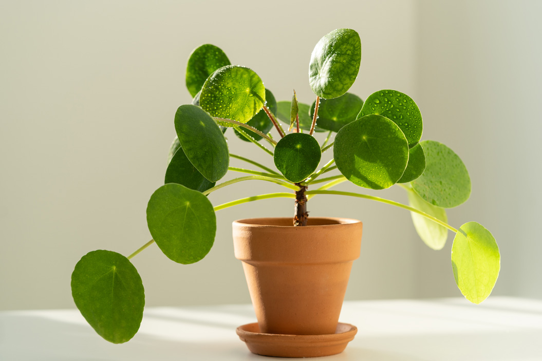 Planta china del dinero