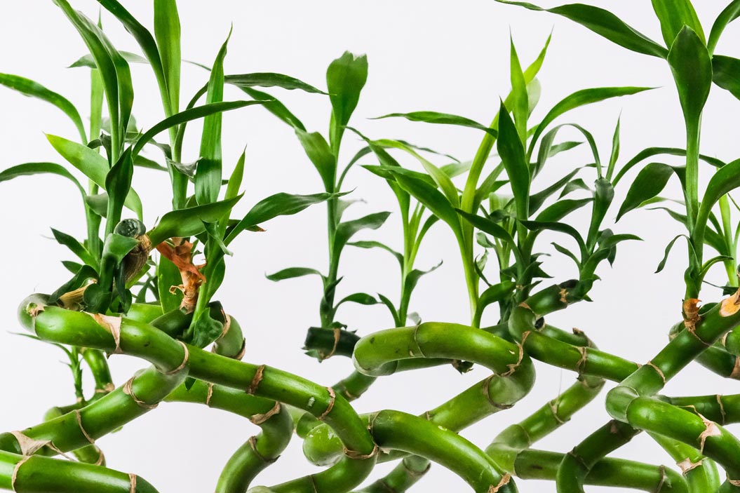 Se dice que el bambú