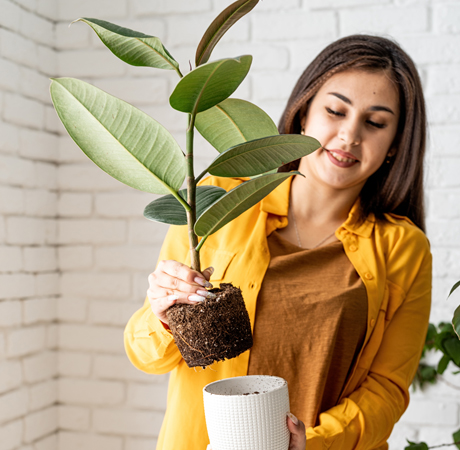 Decoración: Plantas que serán tendencia en el 2022.
