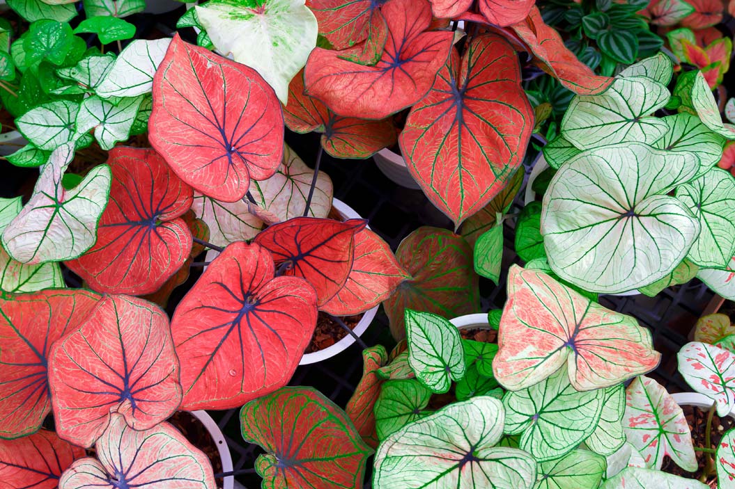 Caladio o Caladium