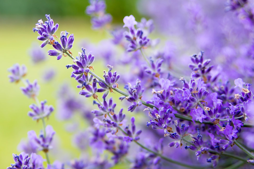 Lavanda