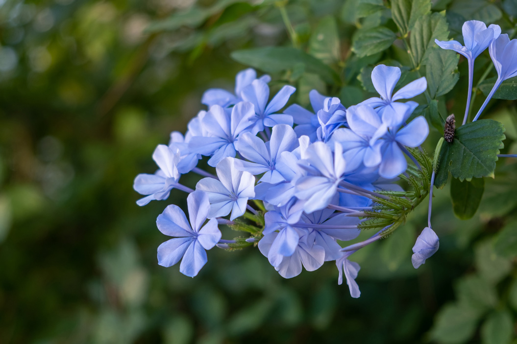 Lobelia