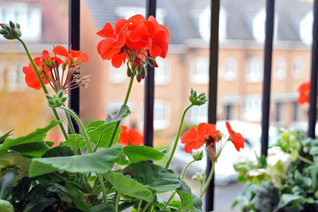plantas para decorar tu balcón