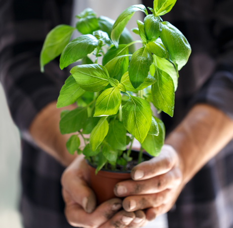 Hogar: Plantas comestibles para cultivar en casa.