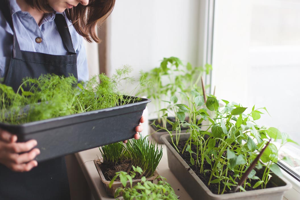 Las plantas alimenticias