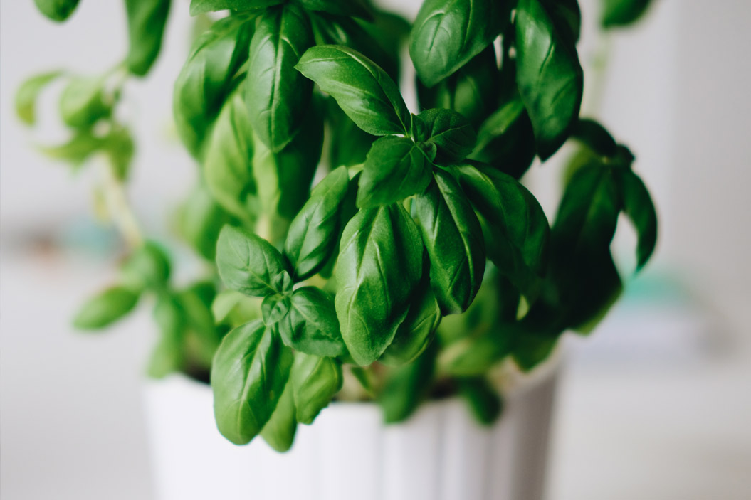 puedes-partir-de-semillas-compradas